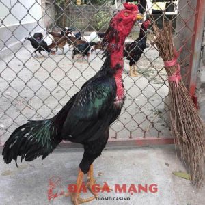 gà chọi hải dương