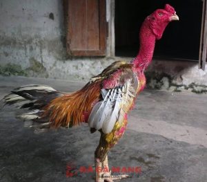 Top 5 gà chọi hay nhất miền Bắc với thành tích khủng 2