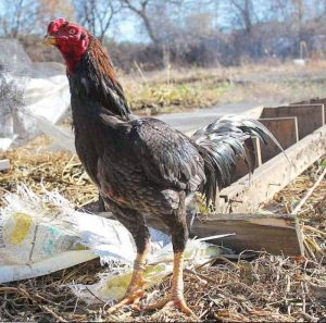 Gà chọi Xám Messi với nhiều thành tích “khủng”