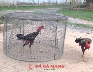 Gà chọi không chịu đá