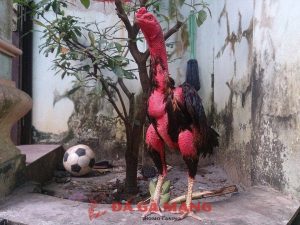 gà chọi ở đâu hay nhất