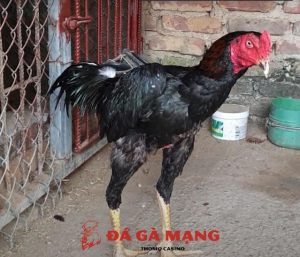 Gà chọi Thổ Hà Bắc Giang đá có hay không? Giá bán thế nào? 1
