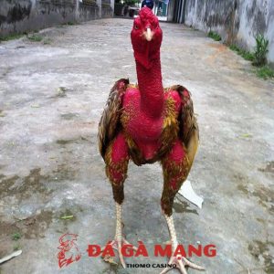 gà chọi xám thần