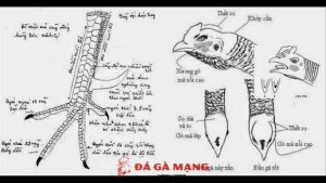 Kinh kê gà chọi là gì