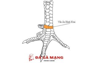 vảy gà chọi xấu