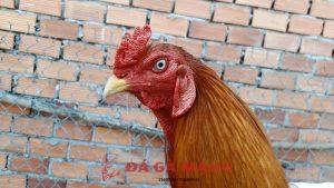 xem mắt gà chọi