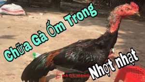 cách chữa gà bị ốm trong