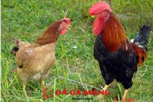 cách ghép gà trống mái