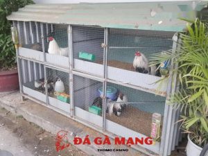 cách làm chuồng gà bằng sắt