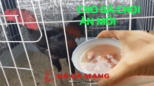 cho gà ăn gì trước khi đá