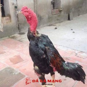gà chọi bắc ninh tía điên