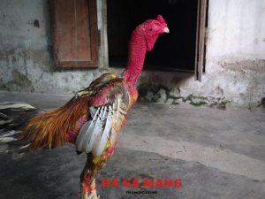 gà chọi nổi tiếng nhất Việt Nam