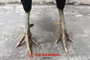 gà cựa nhật nguyệt