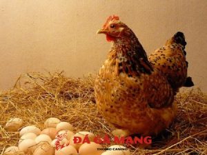 gà nuôi bao lâu thì đẻ trứng