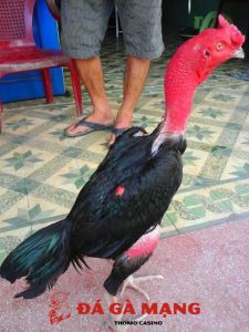 Gà ô chân trắng mỏ ngà có phải là linh kê, thần kê? 2