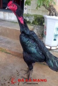 gà ô chân xanh mắt ếch