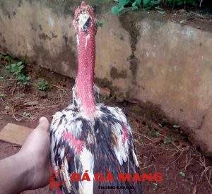 gà thay lông chuyền