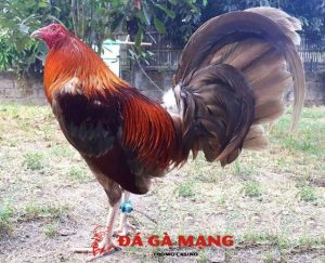 Gà tre Mỹ nhập giá bao nhiêu, có những dòng nào? 1