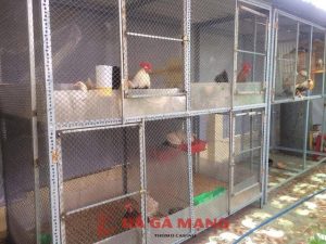 kích thước chuồng gà chọi