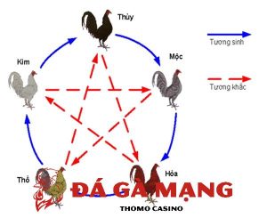 màu mạng gà đá