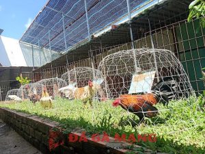 trại gà đá nổi tiếng