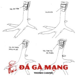 vảy gà chọi độc