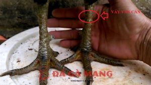 vảy vấn cán
