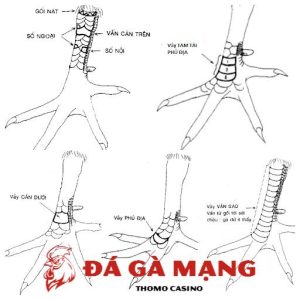 xem vảy gà chọi